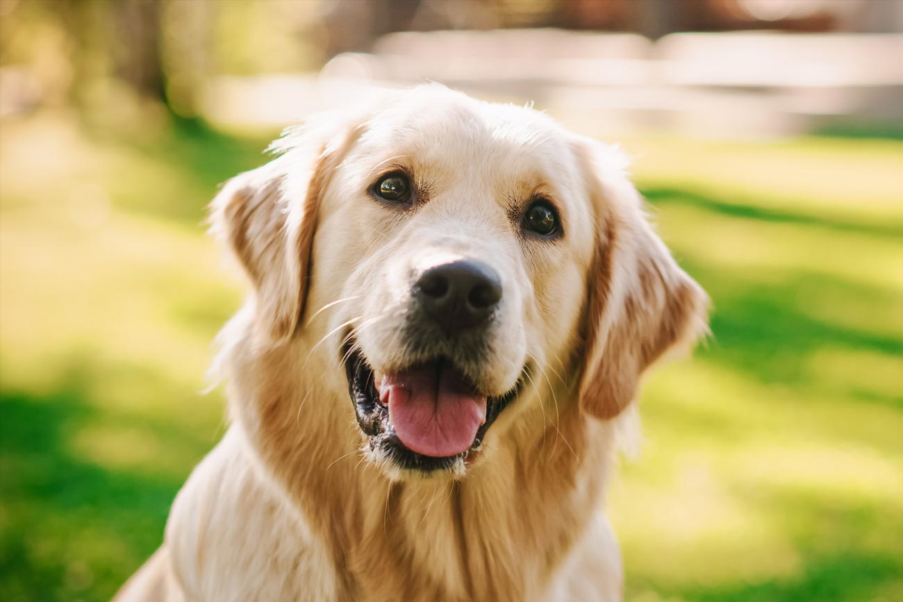 Es importante que los dueños de mascotas estén atentos a los cambios en el comportamiento de sus perros y busquen la orientación de un veterinario o un especialista en comportamiento animal si observan síntomas preocupantes.

Foto: Producción El Universal Puebla