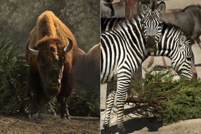 Gobierno de la Ciudad de Puebla invita a participar en campaña de reciclaje de árboles navideños