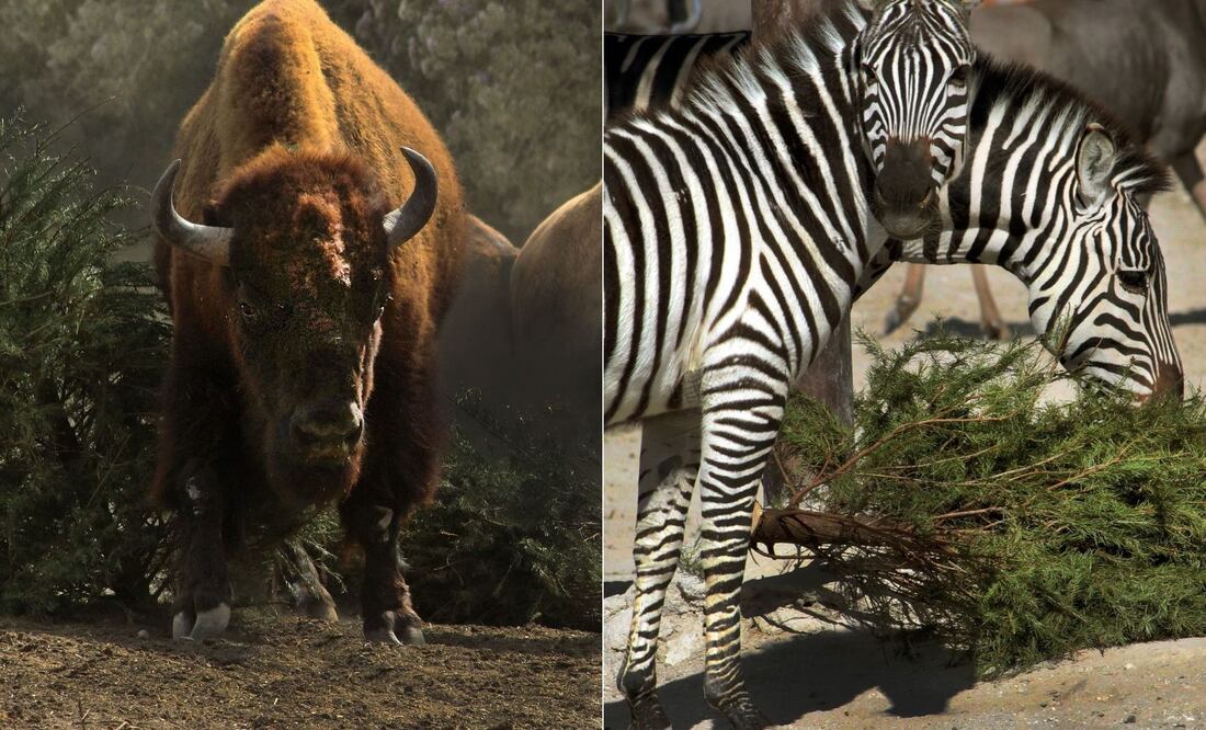 Dio inicio la Campaña Verde Navidad para el reciclaje de árboles naturales