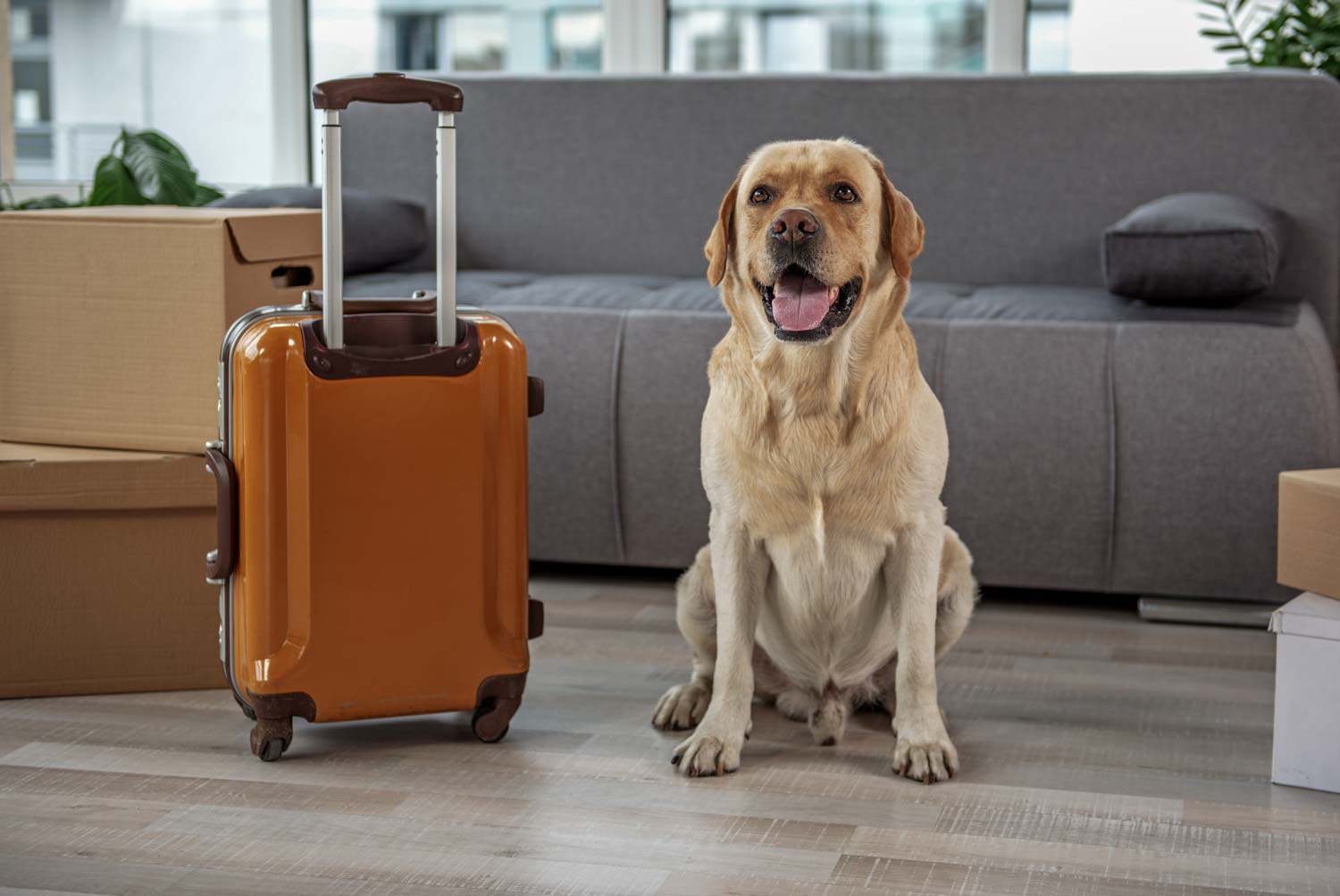 Siguiendo estos consejos, puedes ayudar a que tu perro tenga un viaje agradable y sin contratiempos.

Foto: Producción El Universal Puebla