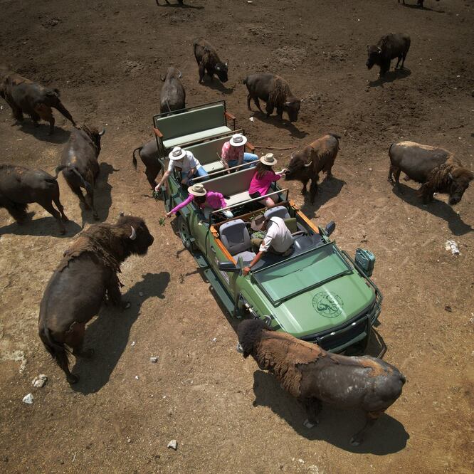 Africam Safari es un lugar donde viven animales casi en libertad desde hace más de 50 años | Africam Safari