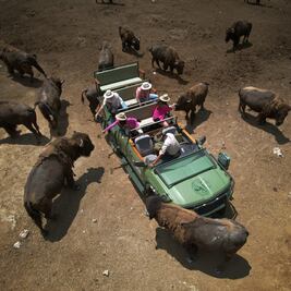 ¡Más de 50 años de historia! Te contamos el origen de Africam Safari
