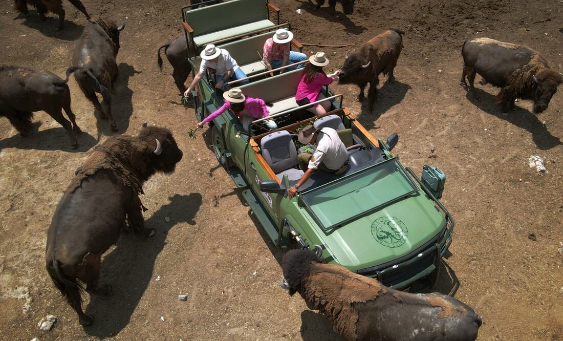 Africam Safari es un lugar donde viven animales casi en libertad desde hace más de 50 años | Africam Safari