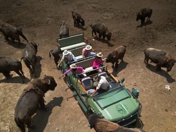 ¡Más de 50 años de historia! Te contamos el origen de Africam Safari