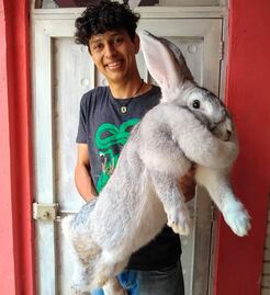 Así son los conejos gigantes que se crían en Puebla