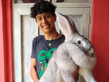 Así son los conejos gigantes que se crían en Puebla