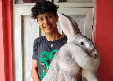 Así son los conejos gigantes que se crían en Puebla