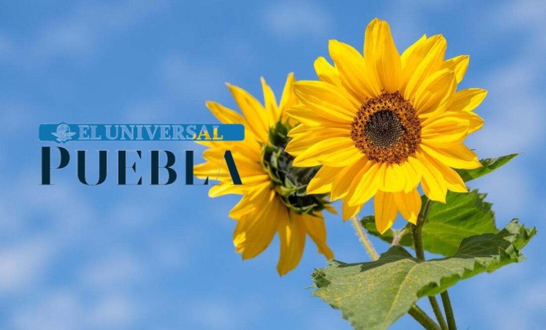 En la Central de Abastos hay una amplia variedad de vendedores de flores, y en los mercados de la ciudad de Puebla también encontrarás florerías con diferentes opciones de precios.
Foto: Producción El Universal Puebla