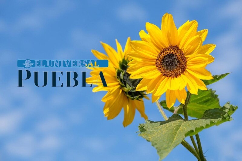 ¿Cuánto cuestan las flores amarillas en Puebla para regalar este 21 de septiembre?