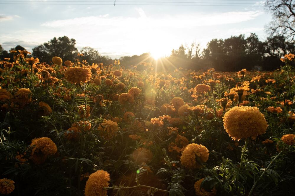 Los principales productores de la flor de Cempasúchil son Michoacán, Puebla y Estado de México. Foto: Cuartoscuro