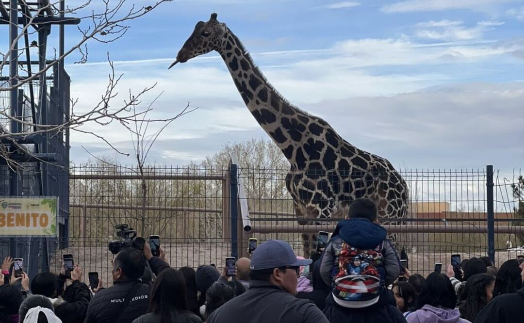 El gobierno de Puebla privilegiará la salud de la jirafa Benito | Foto: Salvemos a Benito