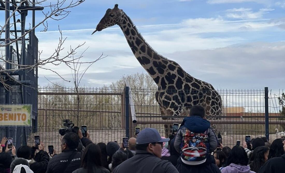 El gobierno de Puebla privilegiará la salud de la jirafa Benito | Foto: Salvemos a Benito