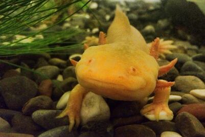 Día Nacional del Ajolote Mexicano: del ejemplar poblano al nuevo billete de 50 pesos