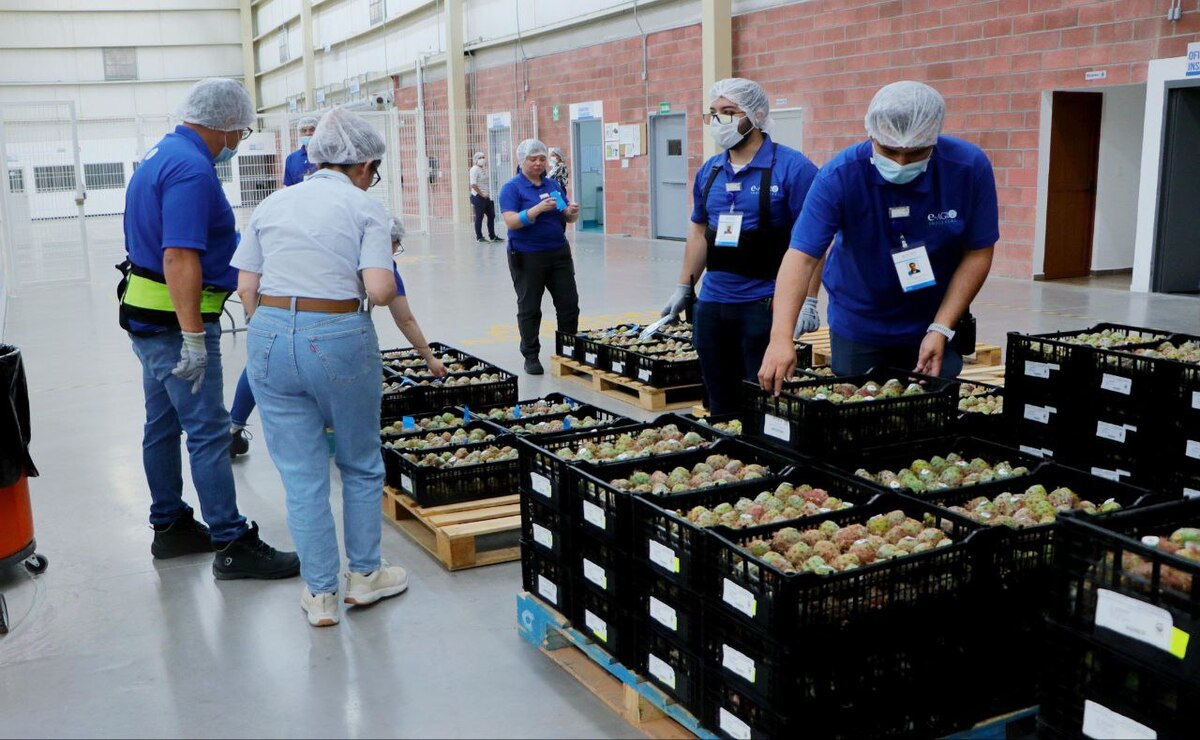 La fruta del dragón que se produce en Puebla llega al mercado de EU