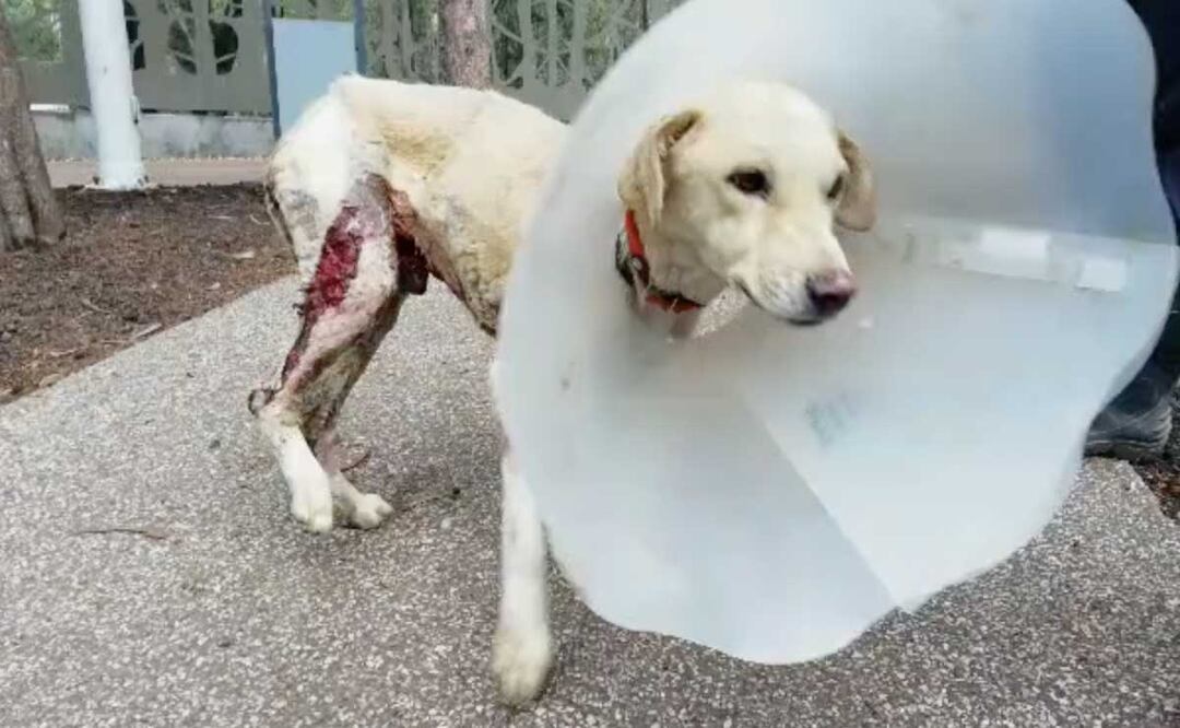 Oso, un perro que fue quemado, ahora vive feliz y recuperado con una familia poblana | Foto: Especial