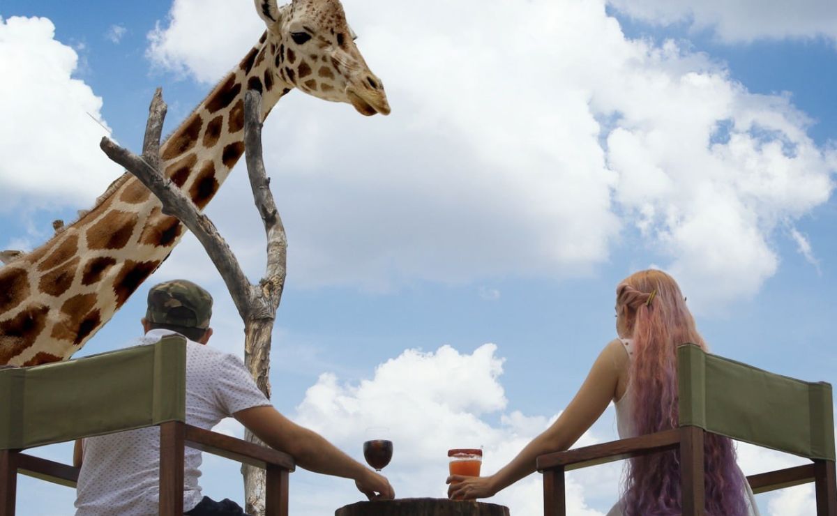 Africam Safari ofrece la experiencia de tragos "salvajes" rodeado de jirafas