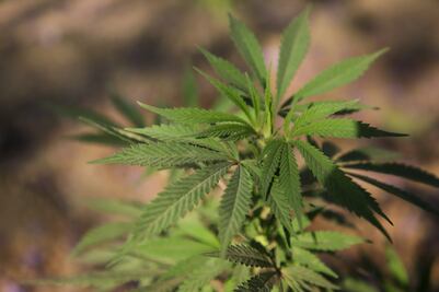 Día Mundial de la Marihuana: ¿Por qué se celebra el 20 de abril y si ya es legal en Puebla?