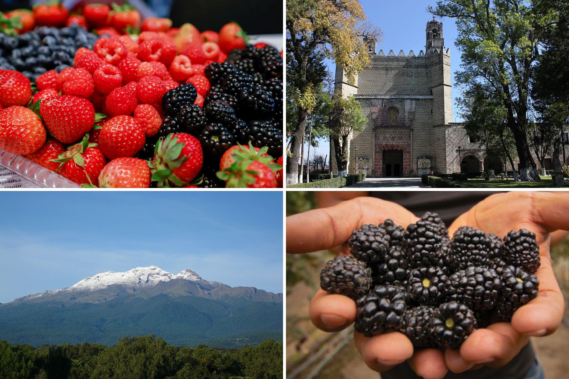 Este Pueblo Mágico de Puebla es reconocido a nivel mundial por sus berries