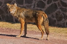 Vecinos de Tlaxcala adoptan a una peculiar mascota: un coyote