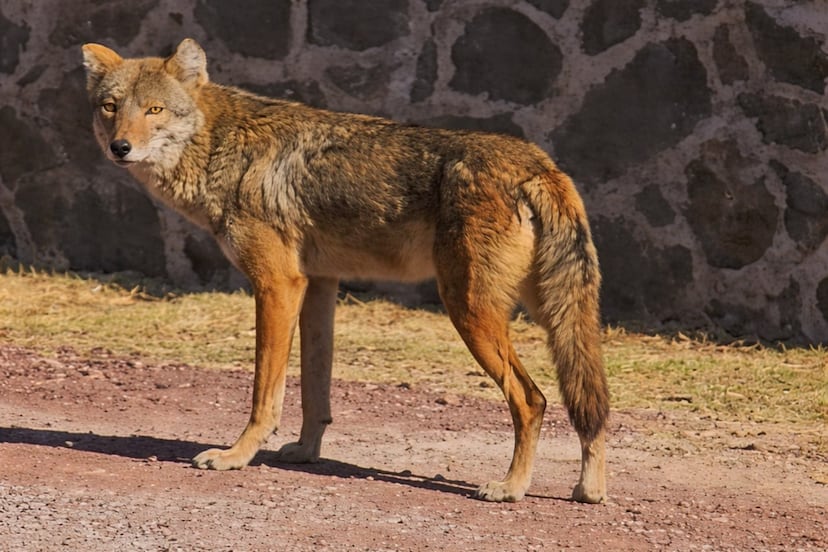 Vecinos de Tlaxcala adoptan a una peculiar mascota: un coyote