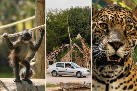 ¿Cuánto costará la entrada a Africam Safari en Semana Santa 2026?