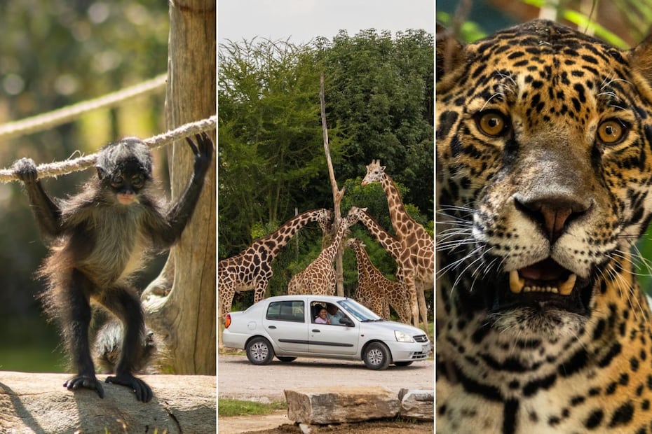 Foto: Facebook Africam Safari