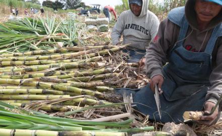 ​Ingenio de Atencingo, uno de los principales productores de azúcar en México