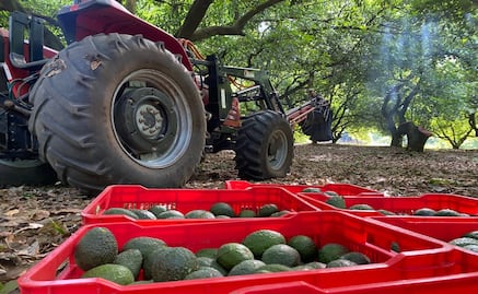 Reanudan corte y exportación de aguacate michoacano a Estados Unidos