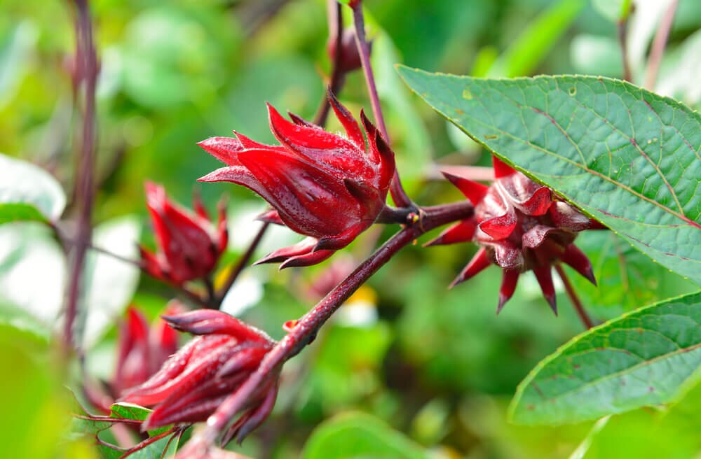 La flor de jamaica se conoce científicamente como Hibiscus sabdariffa es una flor de la familia hibisco de la familia Malvaceae, originario de África tropical. 

Foto: Producción El Universal