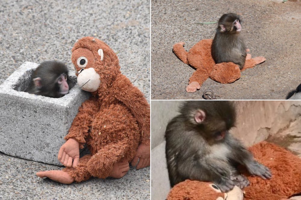 Punch es un tierno mono bebé que se volvió viral en redes sociales por su historia | Foto: X @prabwusiliwangi /@VoiceOfTribals_