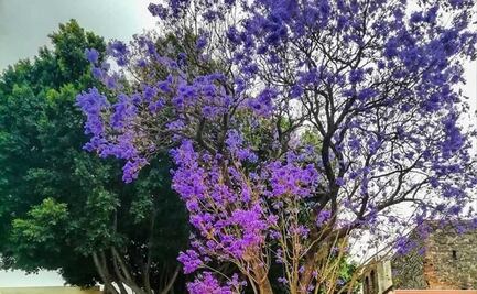 Lugares para tomar fotos increíbles de jacarandas en Puebla 