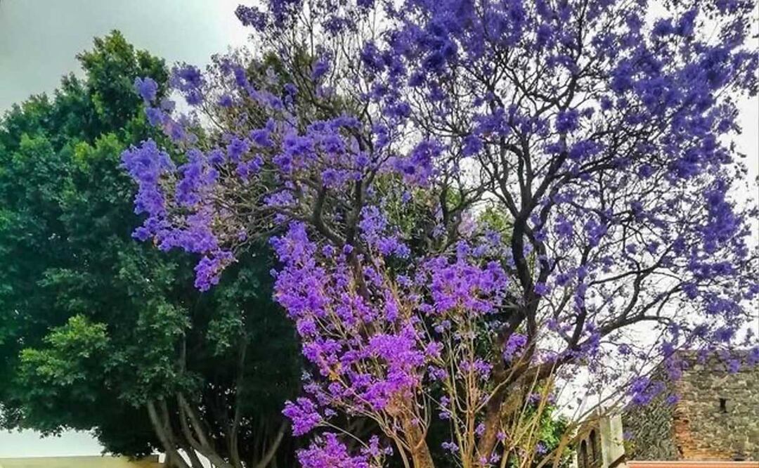 El Bulevar 5 de Mayo y el Barrio del Artista son algunos puntos con jacarandas preciosas | Foto: Gobierno de Puebla