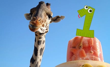 Qué ha pasado con la jirafa Benito a un año de que llegó a Puebla 