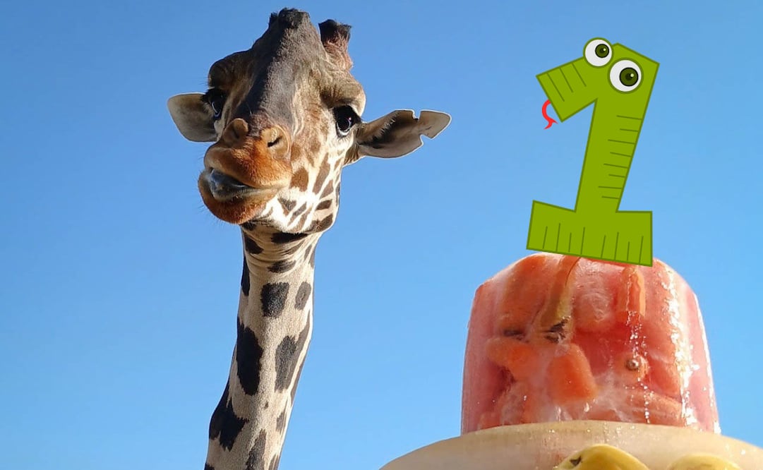 Una familia, amigos y hasta el amor se cruzaron en su camino / FOTO: Africam Safari y Pixabay