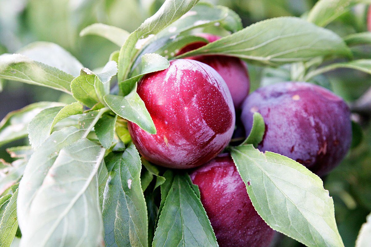 El beneficio más destacado y conocido de las ciruelas en relación con el tránsito intestinal es su efecto laxante, lo que las convierte en un remedio natural popular para combatir el estreñimiento. 

Foto: Producción El Universal Puebla