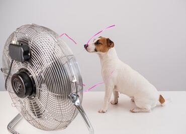 ¿Tu perro está teniendo un golpe de calor? Esto es lo primero que debes de hacer según especialistas