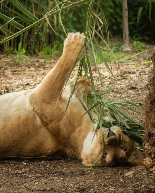Foto: Africam Safari