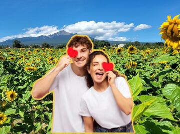 Santuario de girasoles, el lugar más instagrameable muy cerca de Puebla y CDMX