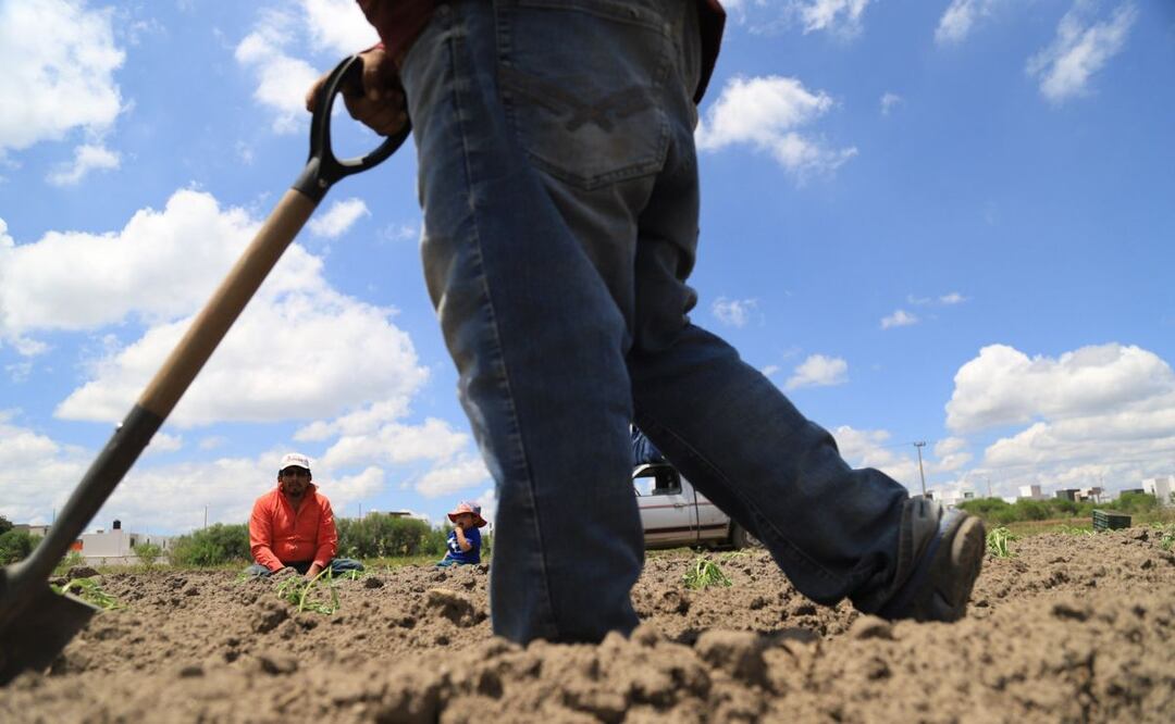 Los campesinos poblanos esperan que con las pocas lluvias de este 2023 logren rescatar sus cosechas. | Foto: Agencia Es Imagen para El Universal Puebla