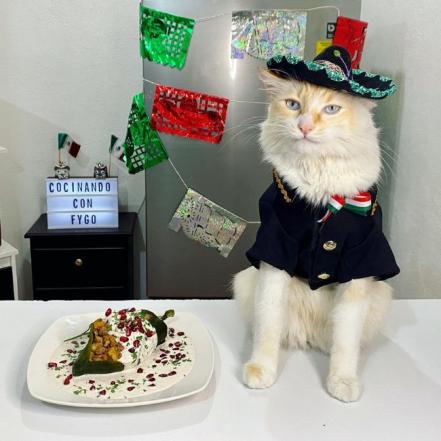Fygo, el gato chef y su receta de chiles en nogada... meowgada 