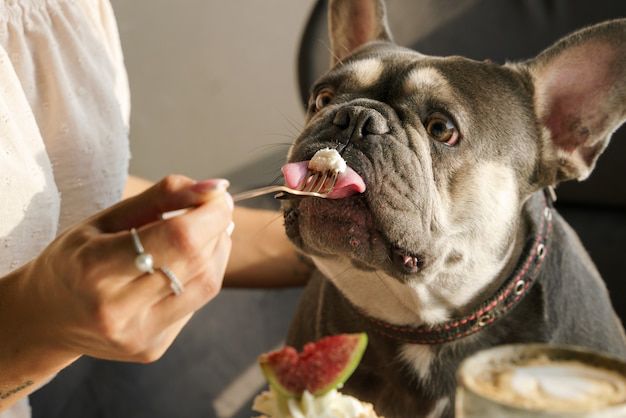Cuidado si le das de comer esto a tu perro porque podrías matarlo. Fuente: Freepik.
