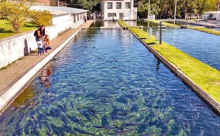 Granjas de trucha arcoíris en Atlimeyaya, sitio para disfrutar con la familia