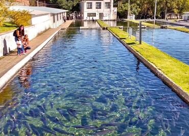 Granjas de trucha arcoíris en Atlimeyaya, sitio para disfrutar con la familia