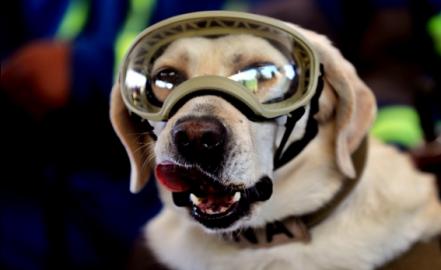 Frida, la perrita rescatista, presenta problemas de salud pero se encuentra estable
