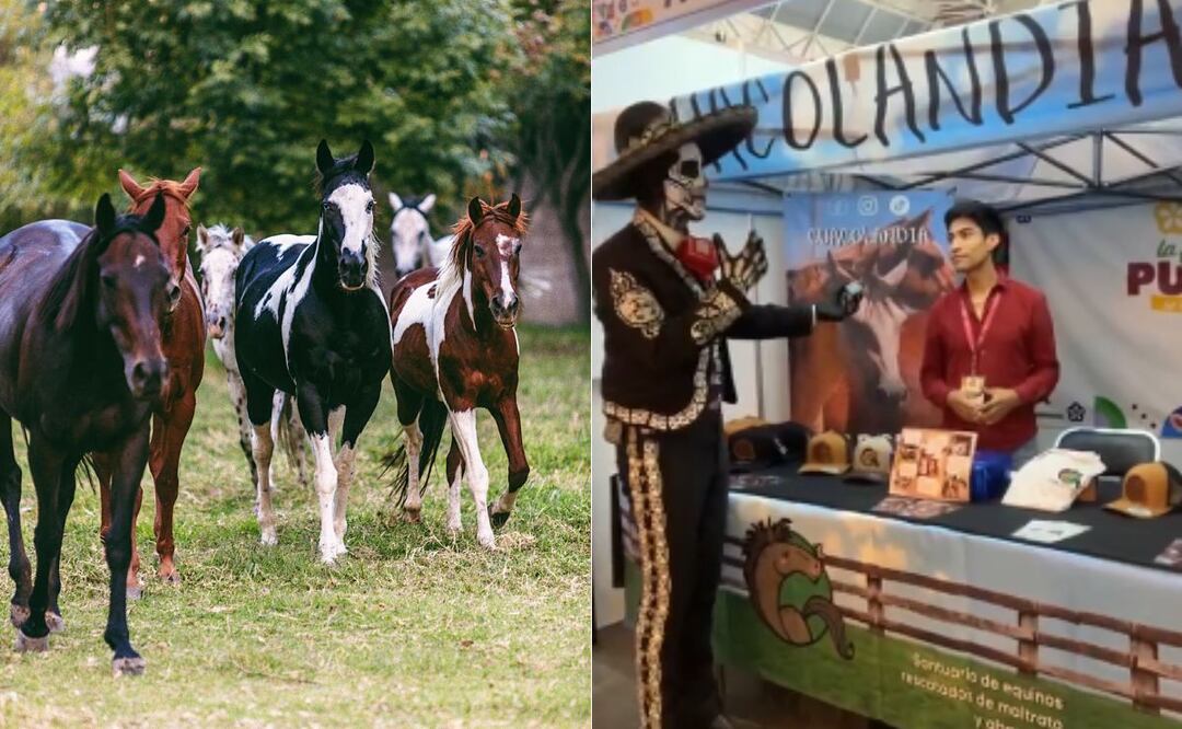 El santuario de caballos Cuacolandia se encuentra en la Feria de Puebla | Foto: Cuacolandia / Soyelcharromexican