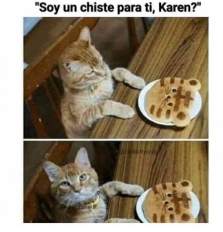 Día Mundial del Gato 2022. No le busques tres memes al gato, sabiendo que tiene cuatro