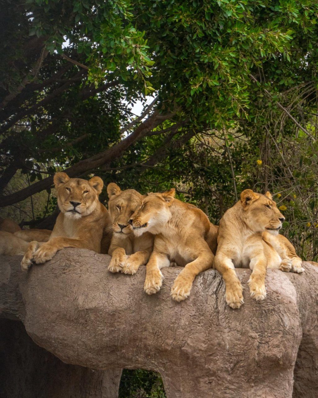 Foto: Africam Safari