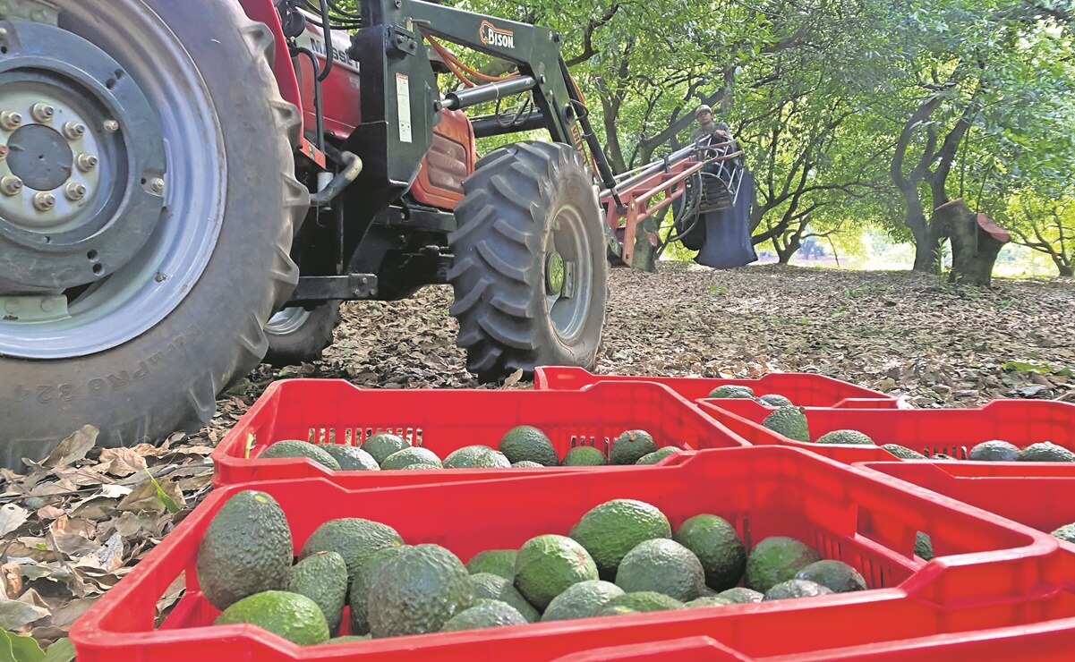 EU suspende importación de aguacate por amenaza