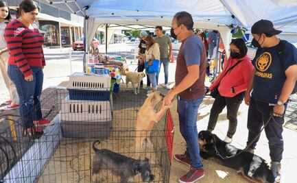 FERIA DE ADOPCIÓN DE MASCOTAS