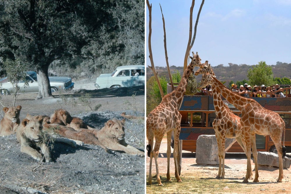 El parque de conservación de vida silvestre más antiguo de Puebla se fundó en los 70 | Foto: Africam Safari